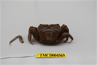 藏品(側足厚蟹)的圖片